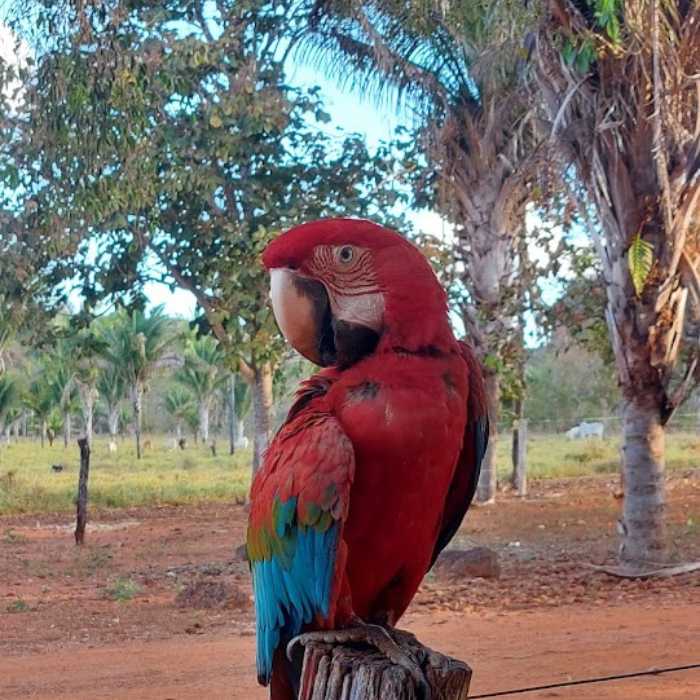 Arara vermelha - Chapada das Mesas