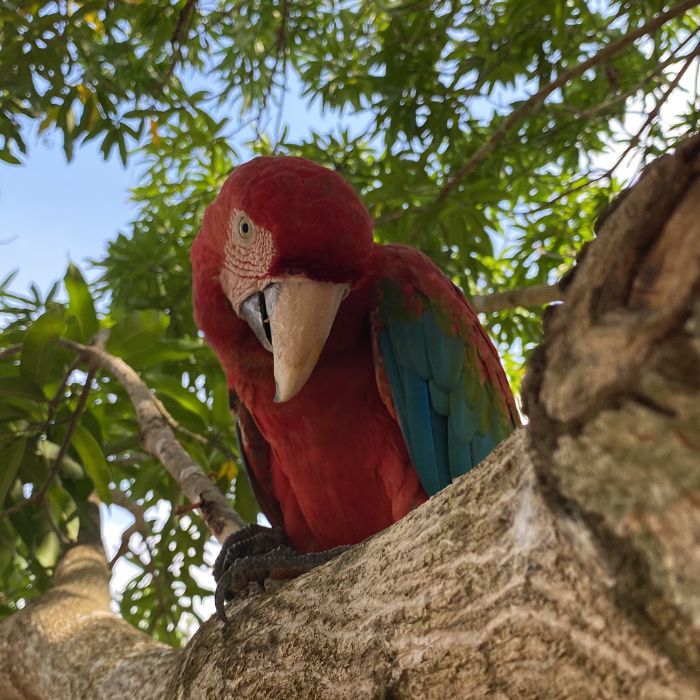 Arara vermelha - Chapada das Mesas